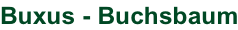 Buxus - Buchsbaum